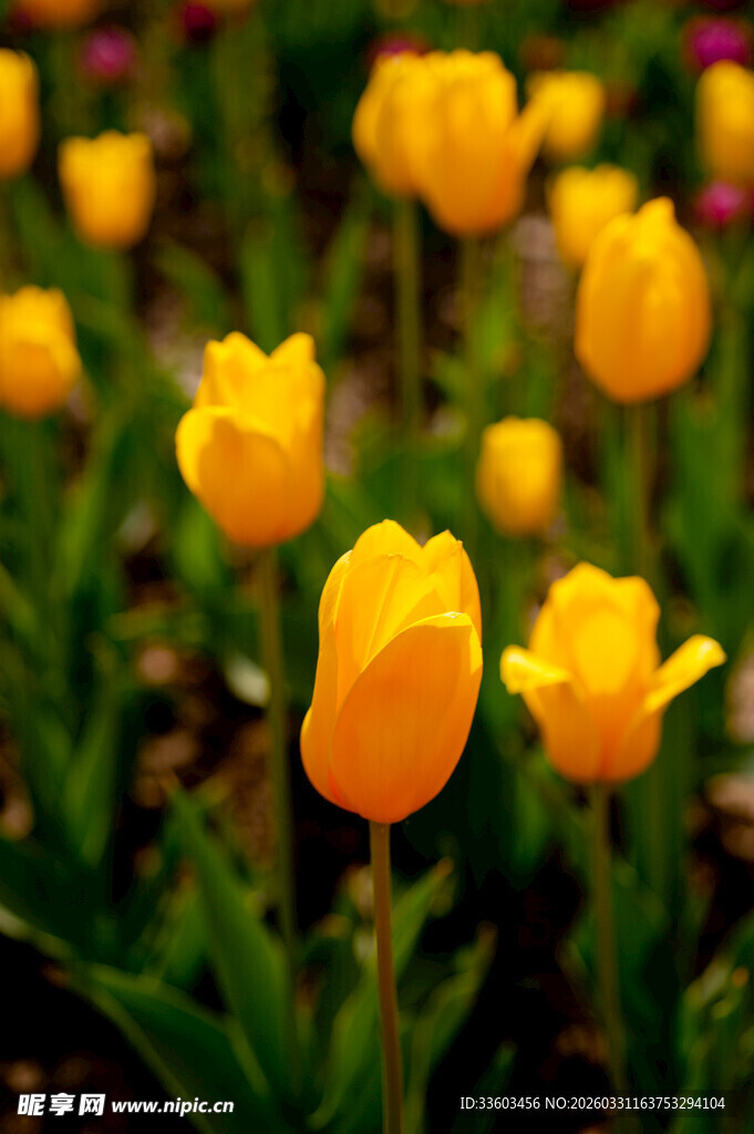 黄色郁金香绽放美景