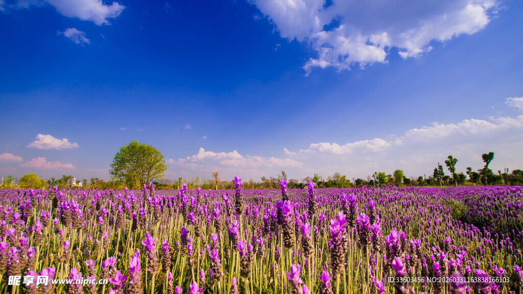 紫色薰衣草花海美景