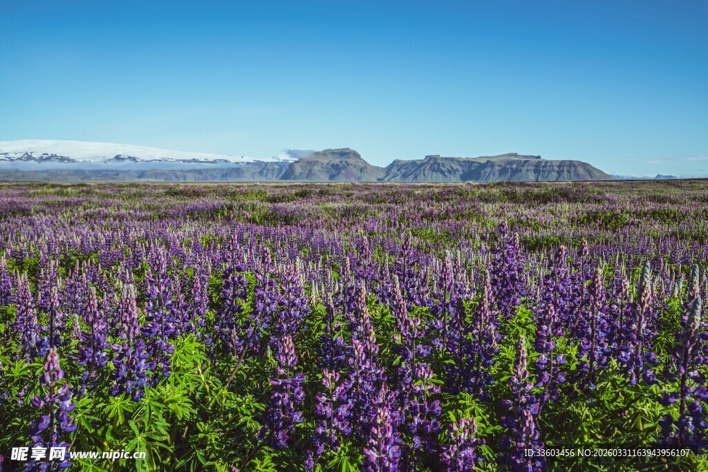 紫色花海与远处山峦美景