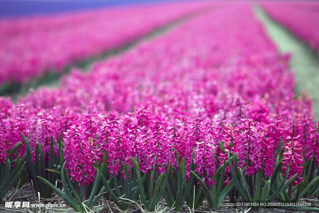 粉色风信子花田美景