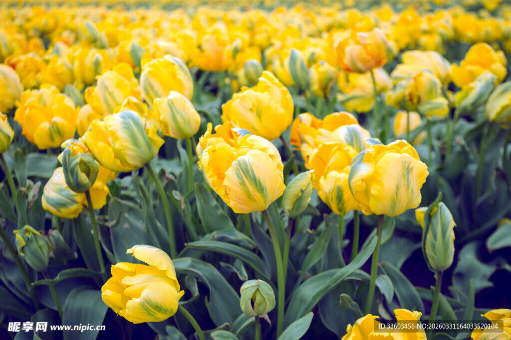 金黄郁金香花海绽放