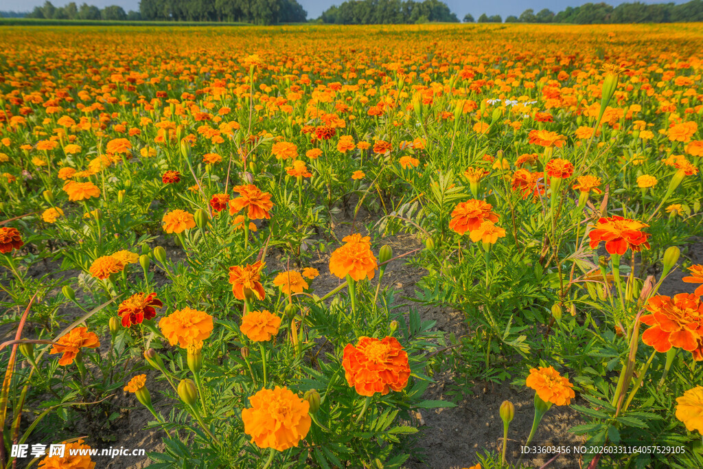 绚烂万寿菊花海美景