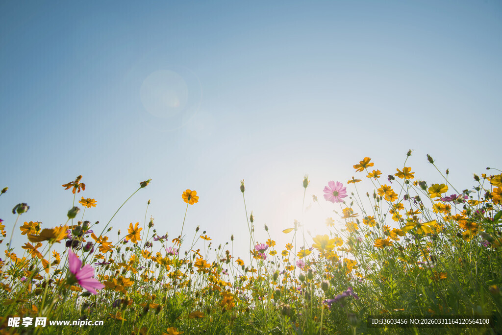 阳光下的绚烂野花