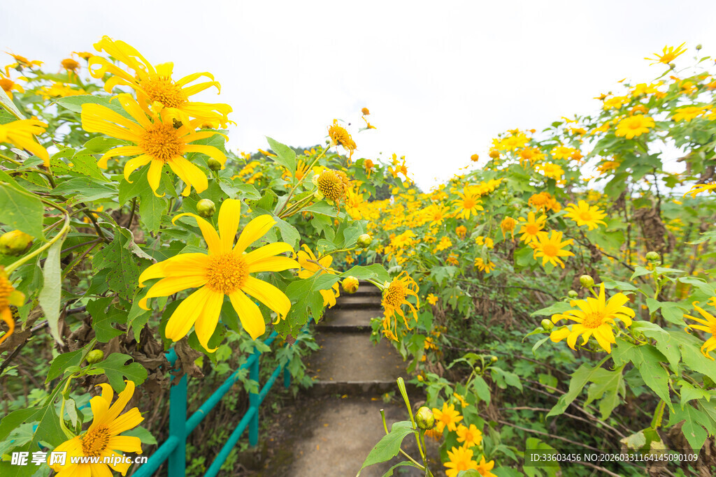 小径旁绽放的灿烂向日葵