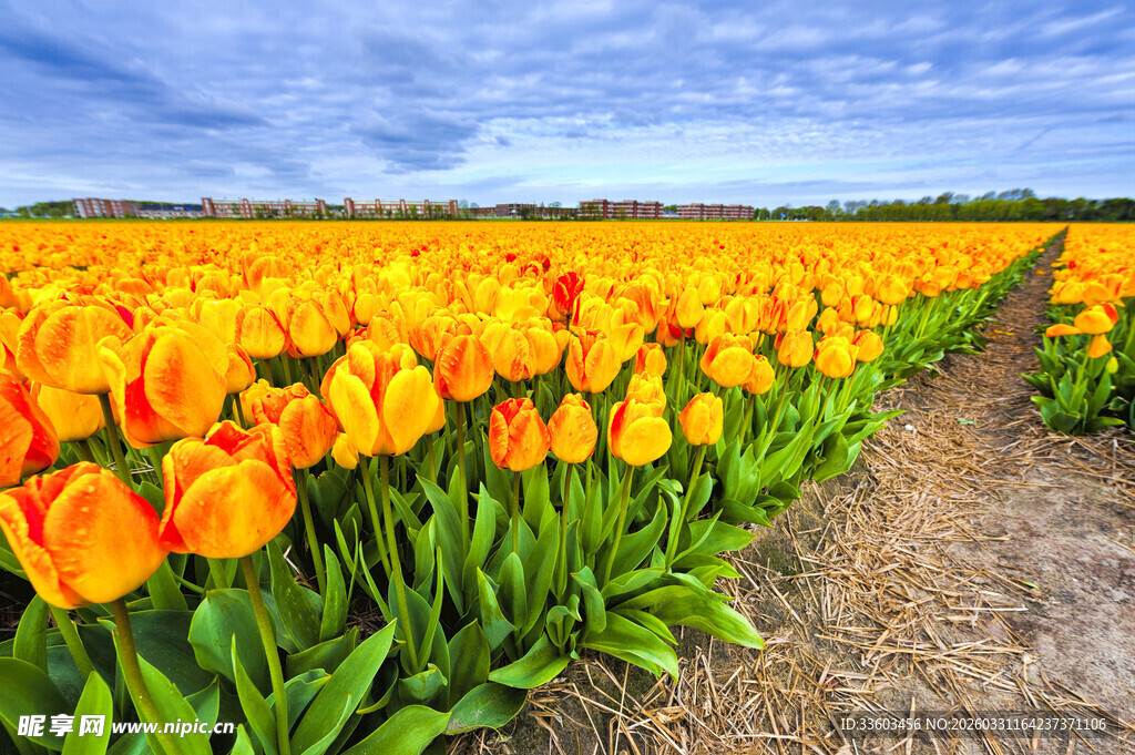绚烂郁金香花田美景
