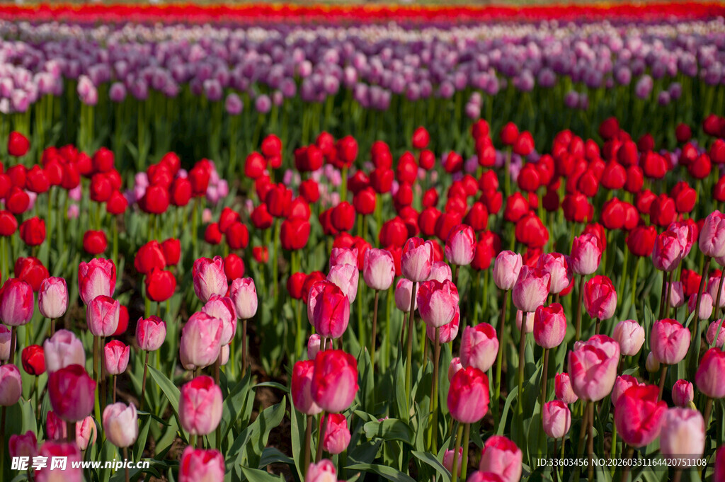 多彩郁金香花田美景