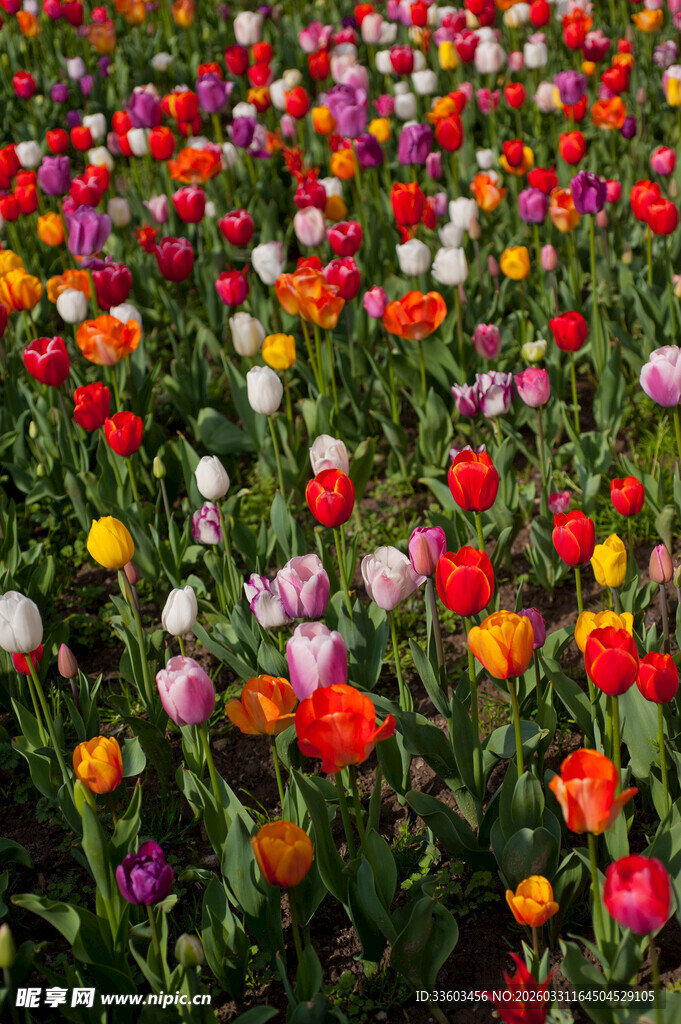 五彩斑斓的郁金香花海