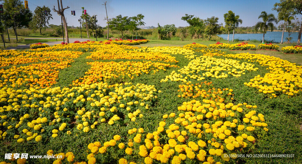 金黄花海绽放美丽风景