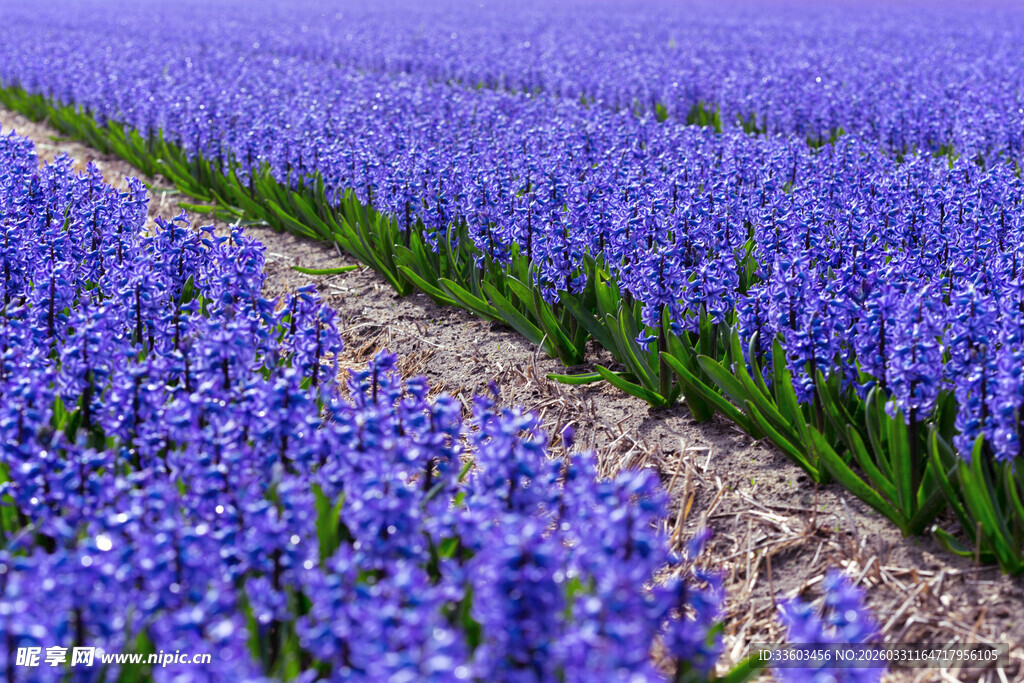 紫色风信子花海美景
