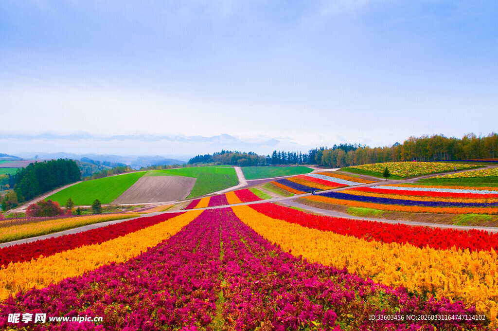 五彩斑斓的绚丽花田景观