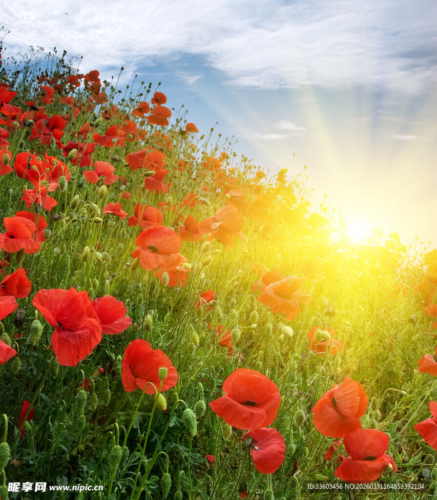 阳光下的绚烂红色虞美人