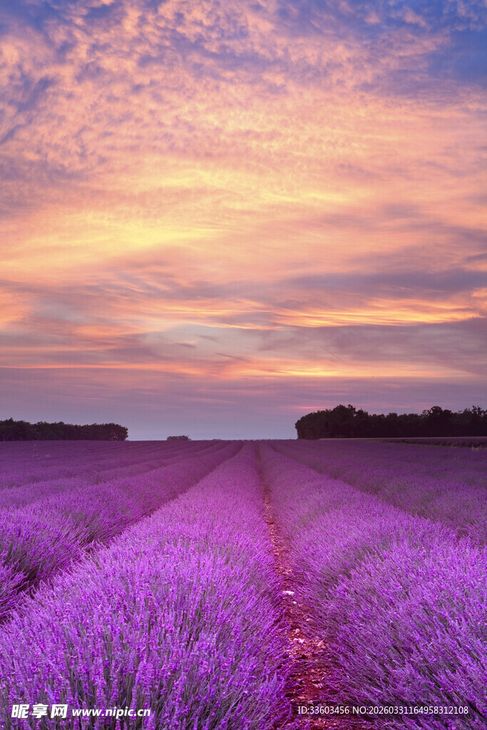 梦幻薰衣草田的绝美黄昏