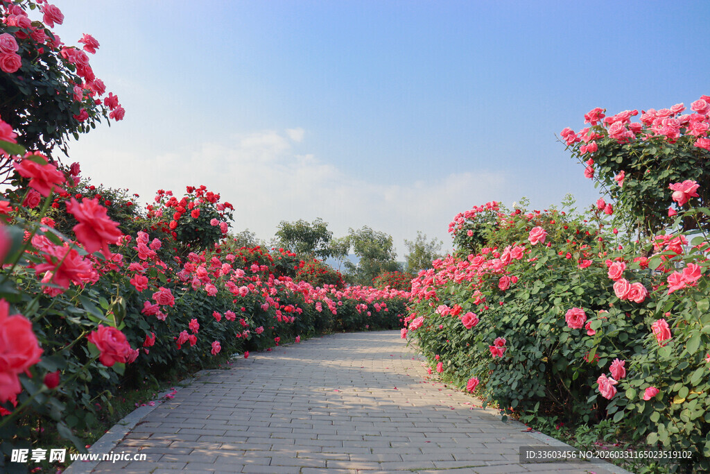 繁花簇拥的美丽小径