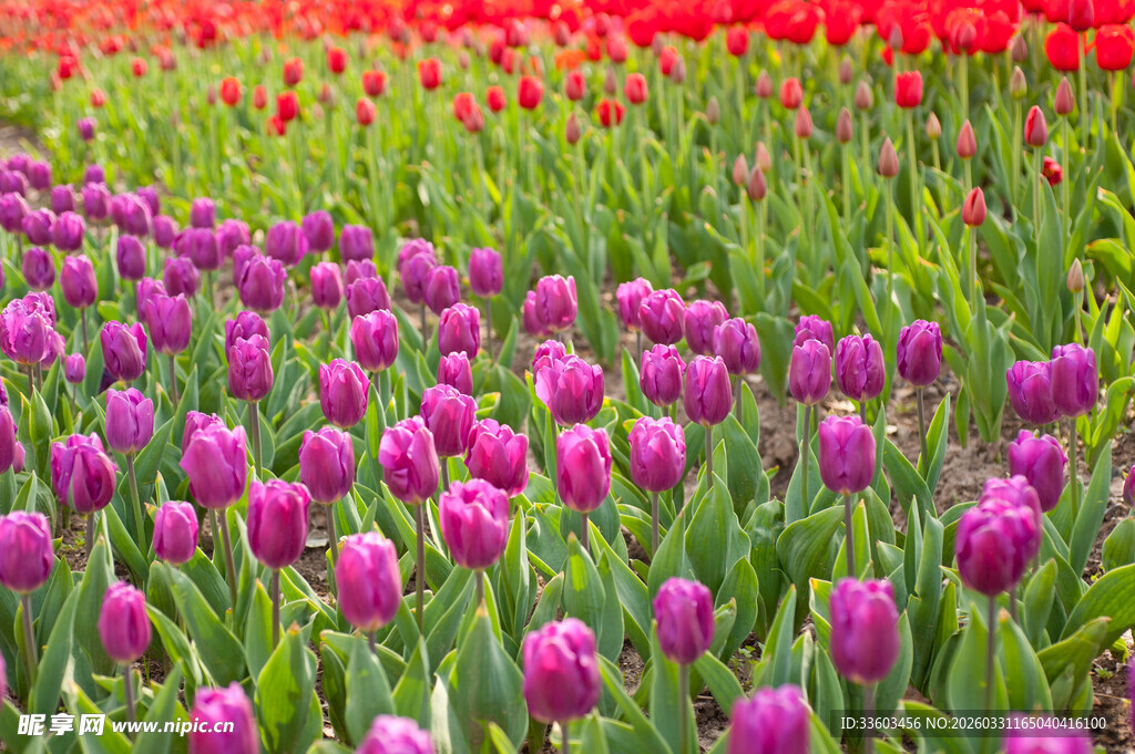 多彩郁金香花海