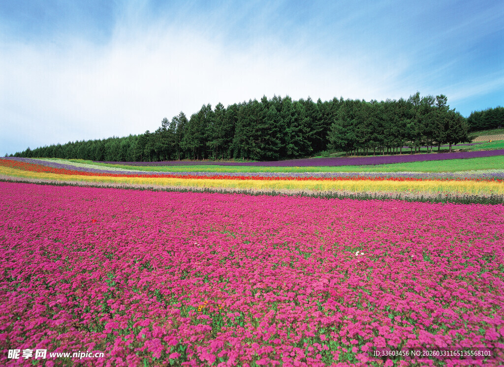 浪漫粉色花海田园风光
