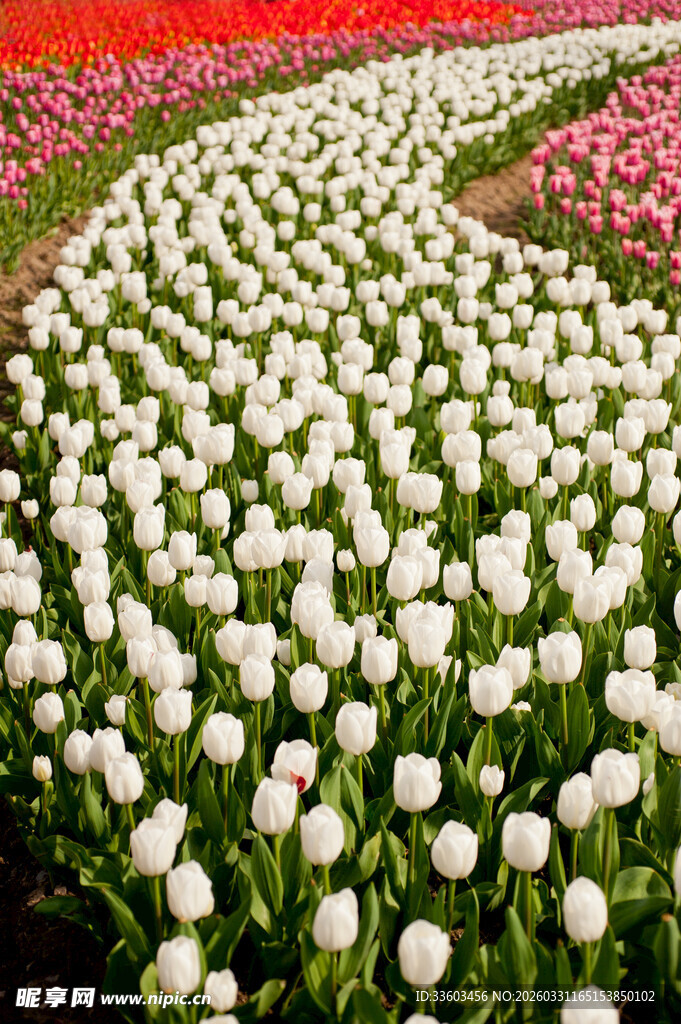 白色郁金香花海美景