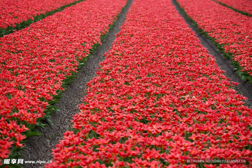 红色花海郁金香田园风光