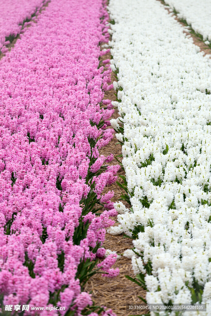 粉白风信子花海