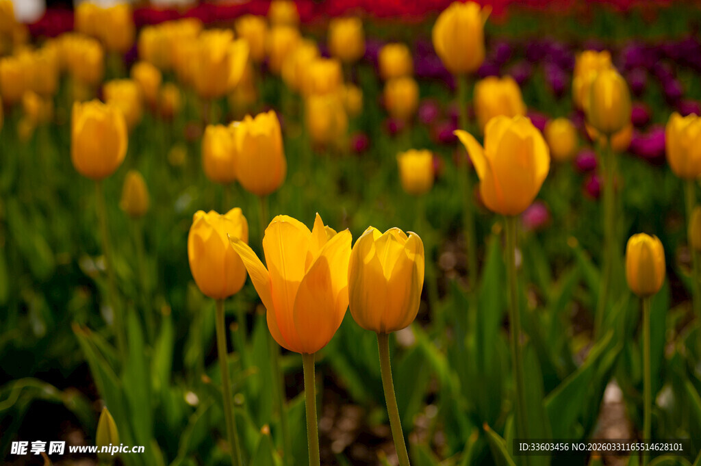 黄色郁金香花海