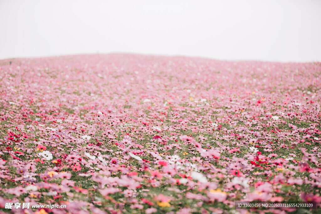 浪漫粉色花海景观