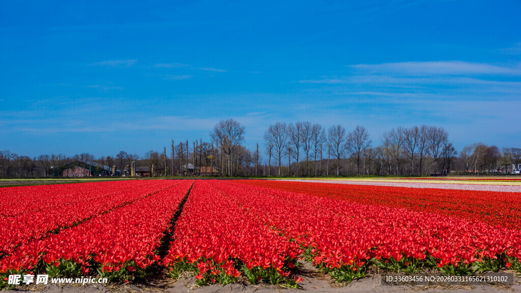 荷兰田野中的艳丽红郁金香