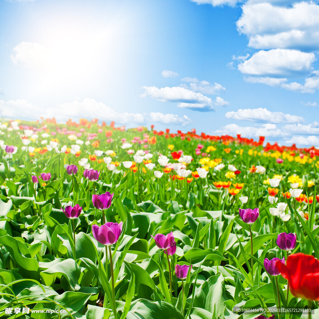 春日绚烂花海美景