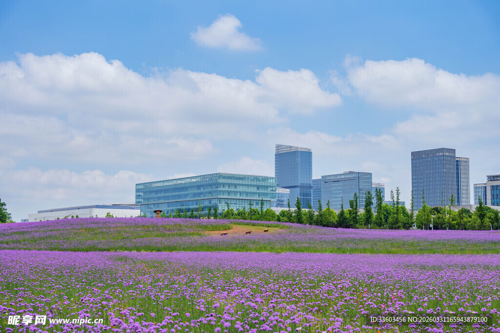 紫色花海映衬现代建筑群