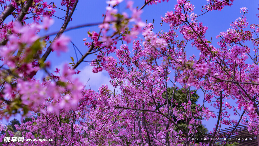 烂漫樱花绽放蓝天之下