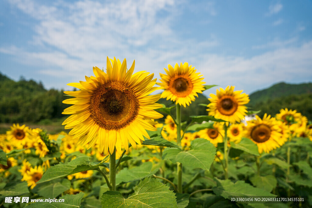 向日葵花田的灿烂美景