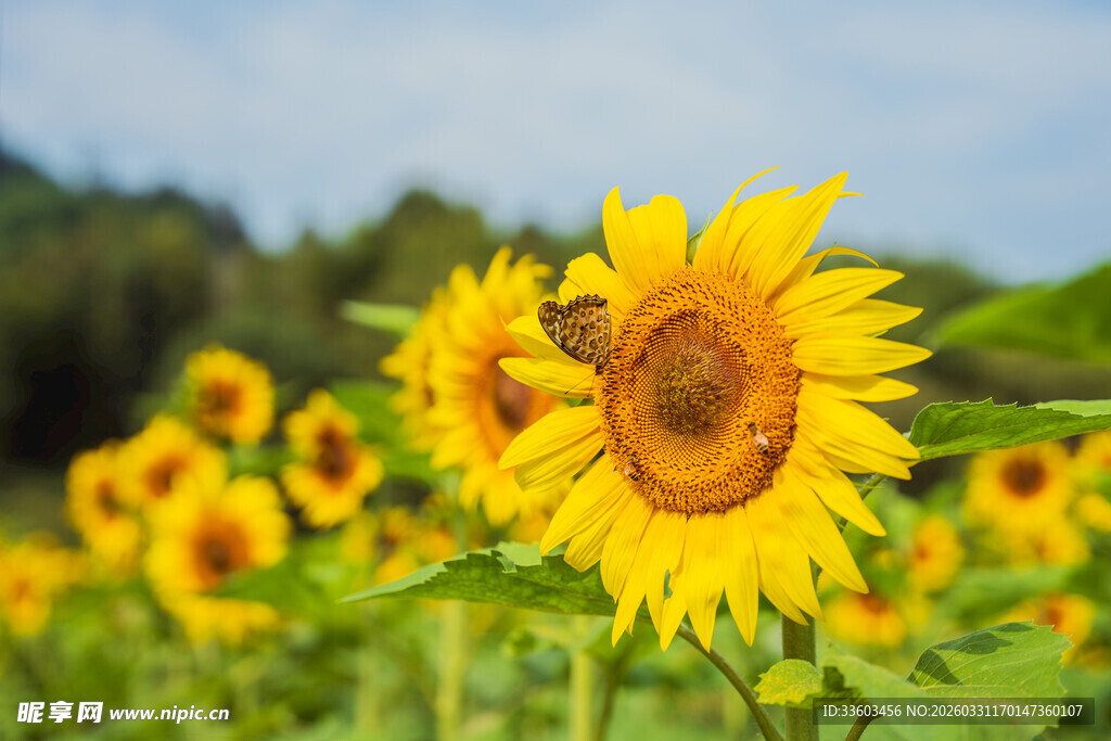 向日葵花田中的蜜蜂采蜜