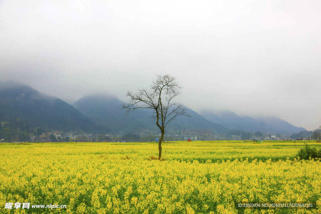 金黄田野中的孤独树木