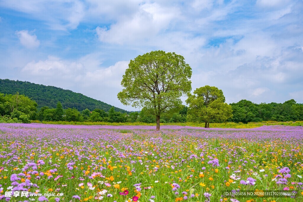 花海中独立的绿树景观