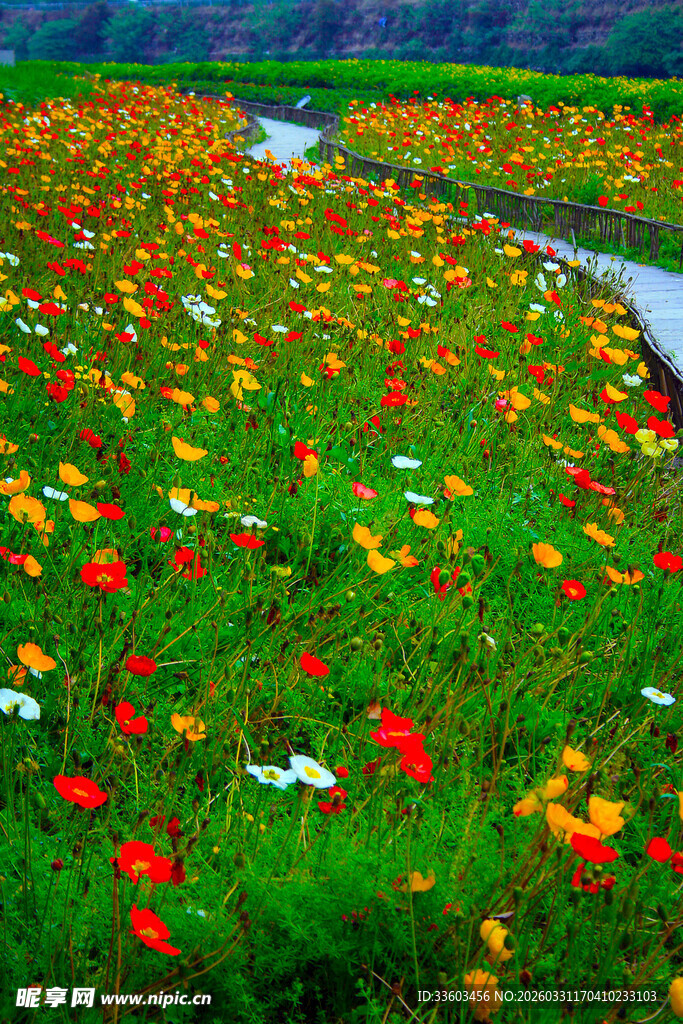 五彩花田中的蜿蜒小径