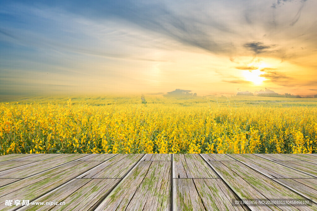 夕阳下的金黄花田与木平台