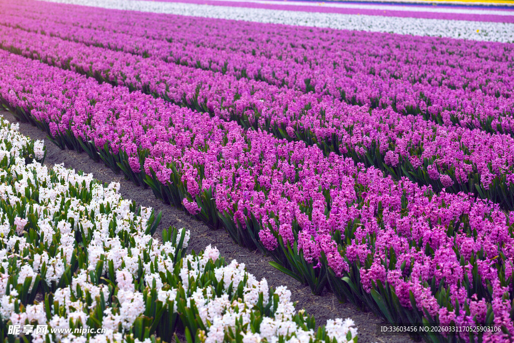 五彩斑斓的郁金香花田