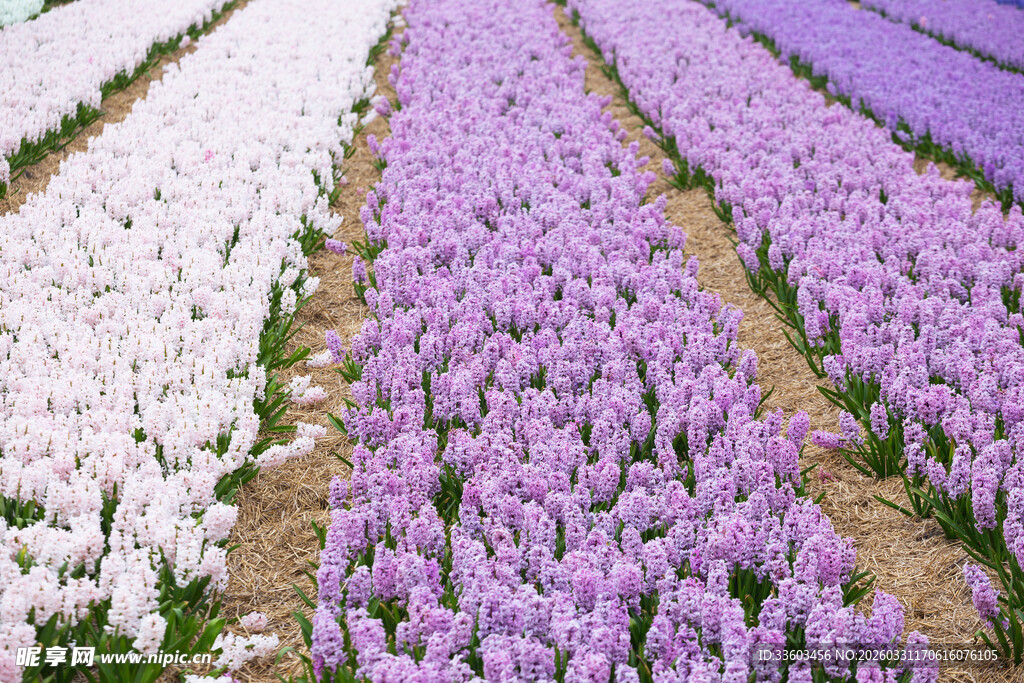 紫色白色相间花卉种植田