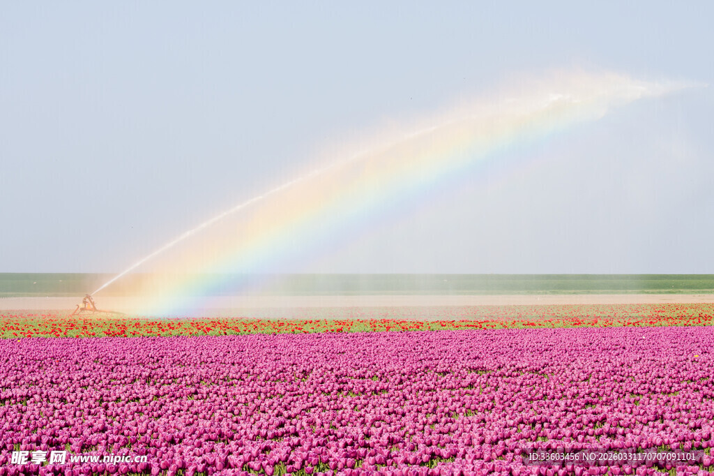 粉红花海之上的绚丽彩虹