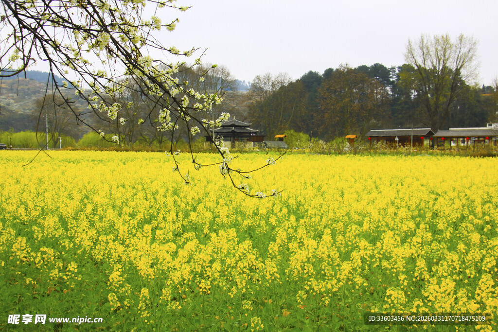 春日油菜花海田园风光