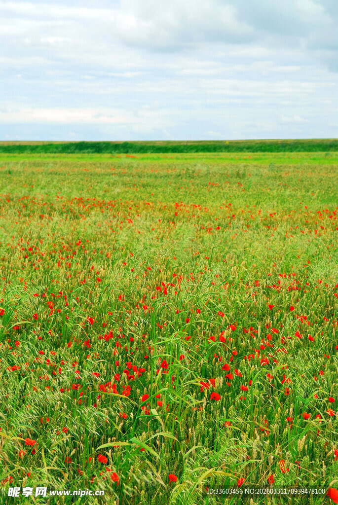 广袤田野上的艳丽虞美人