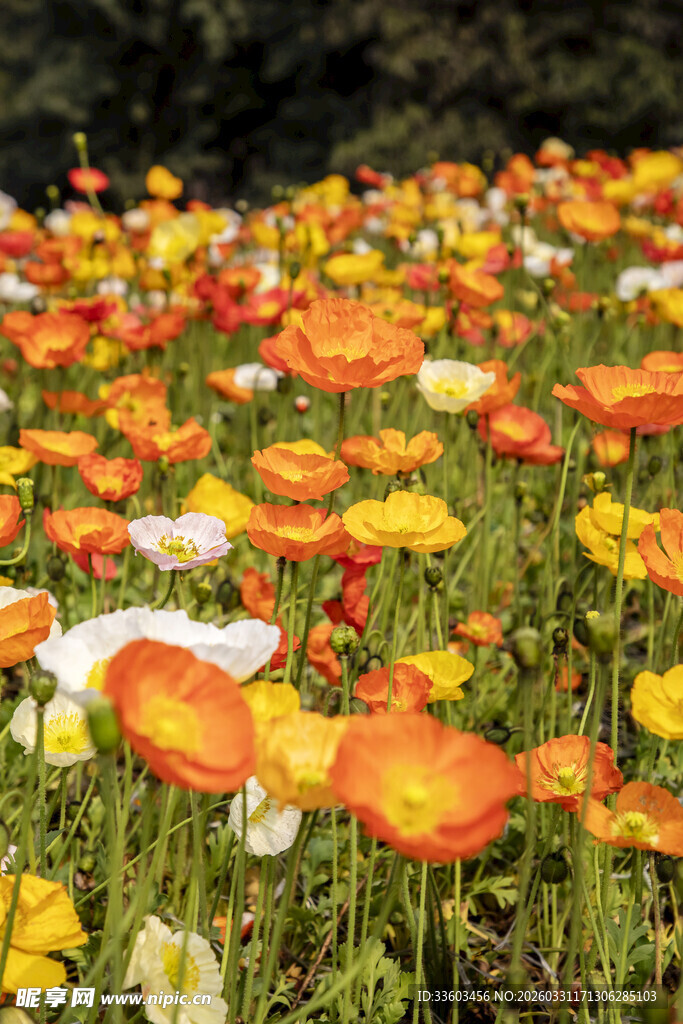 多彩花田绽放绚烂美景