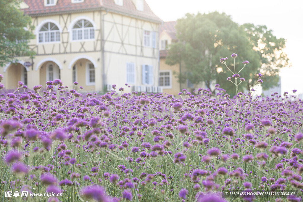 紫色花田旁的欧式建筑