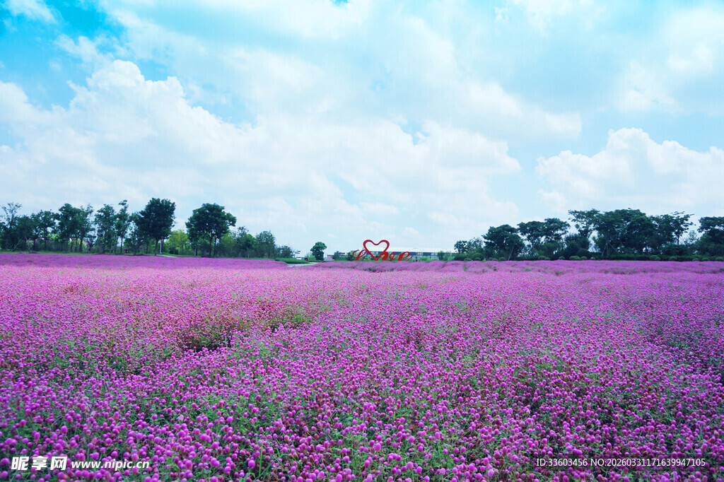 浪漫紫色薰衣草花田
