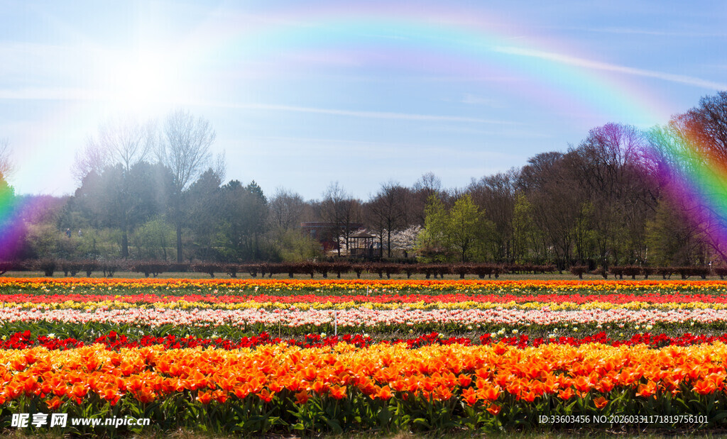 彩虹下的绚烂花海