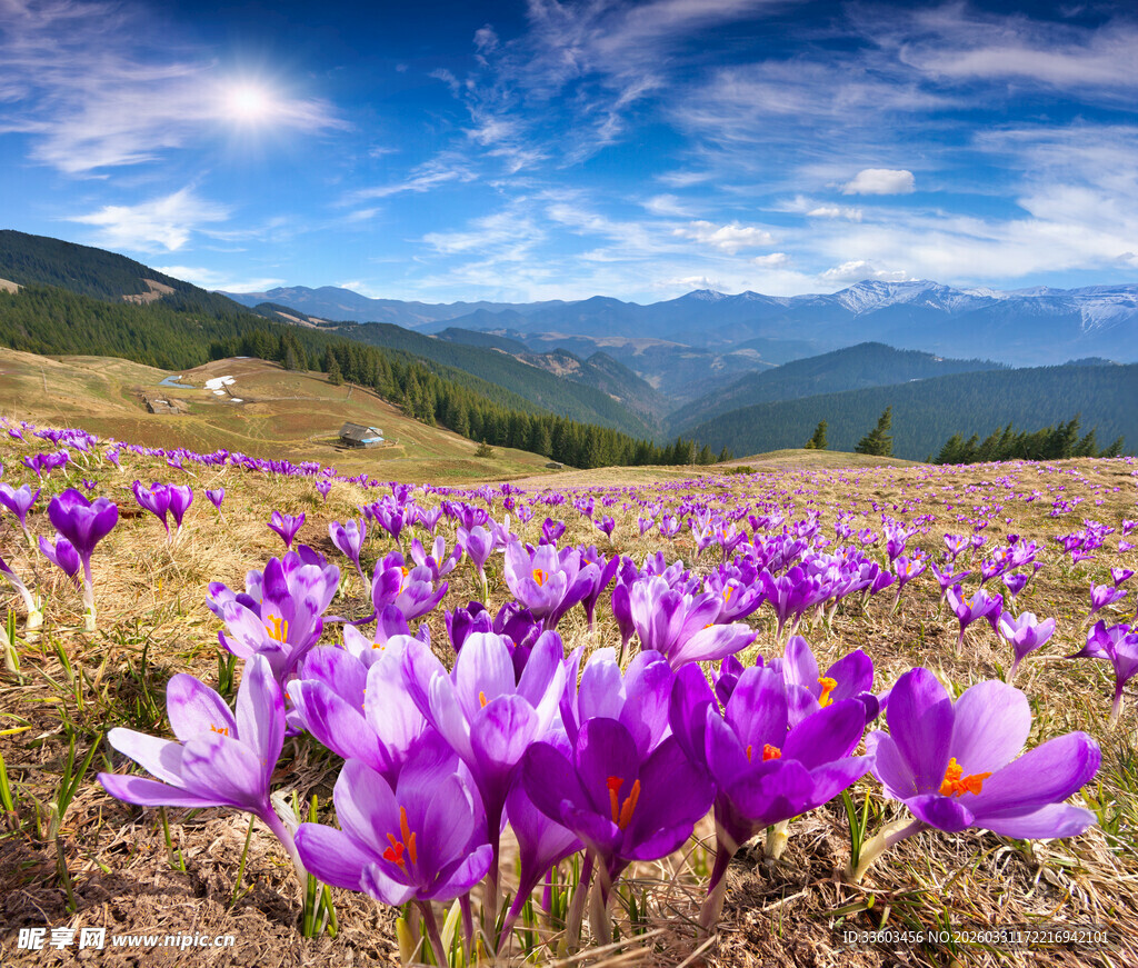 紫色番红花盛放的美丽原野