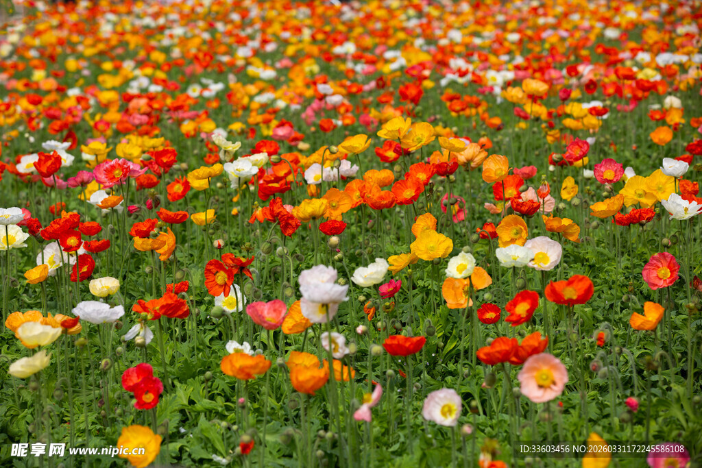 五彩斑斓的郁金香花海