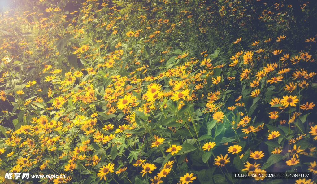 阳光下的绚烂黄色野花