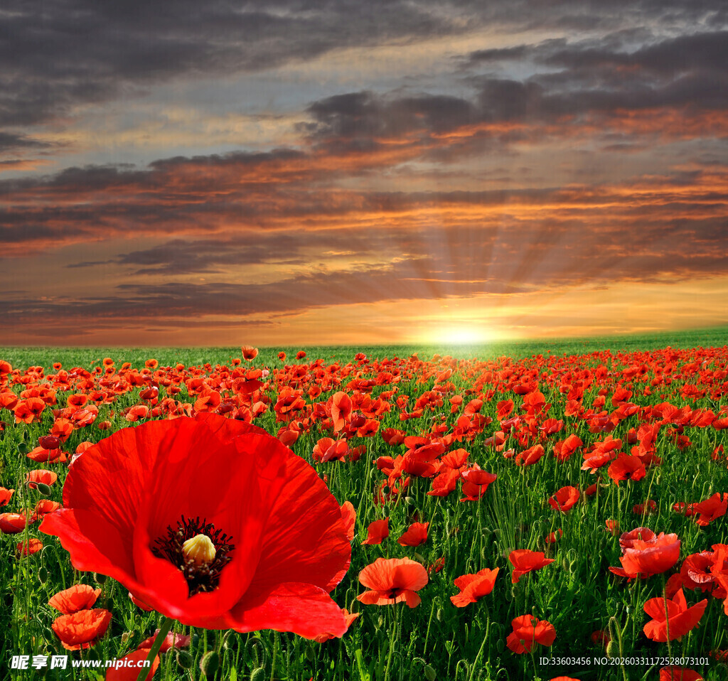 夕阳下的虞美人