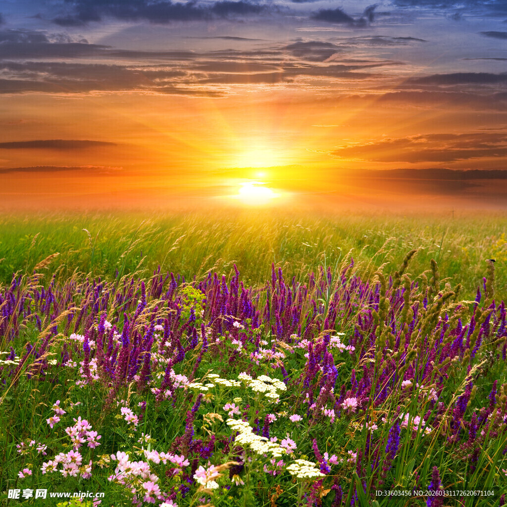 夕阳下的绚烂花海