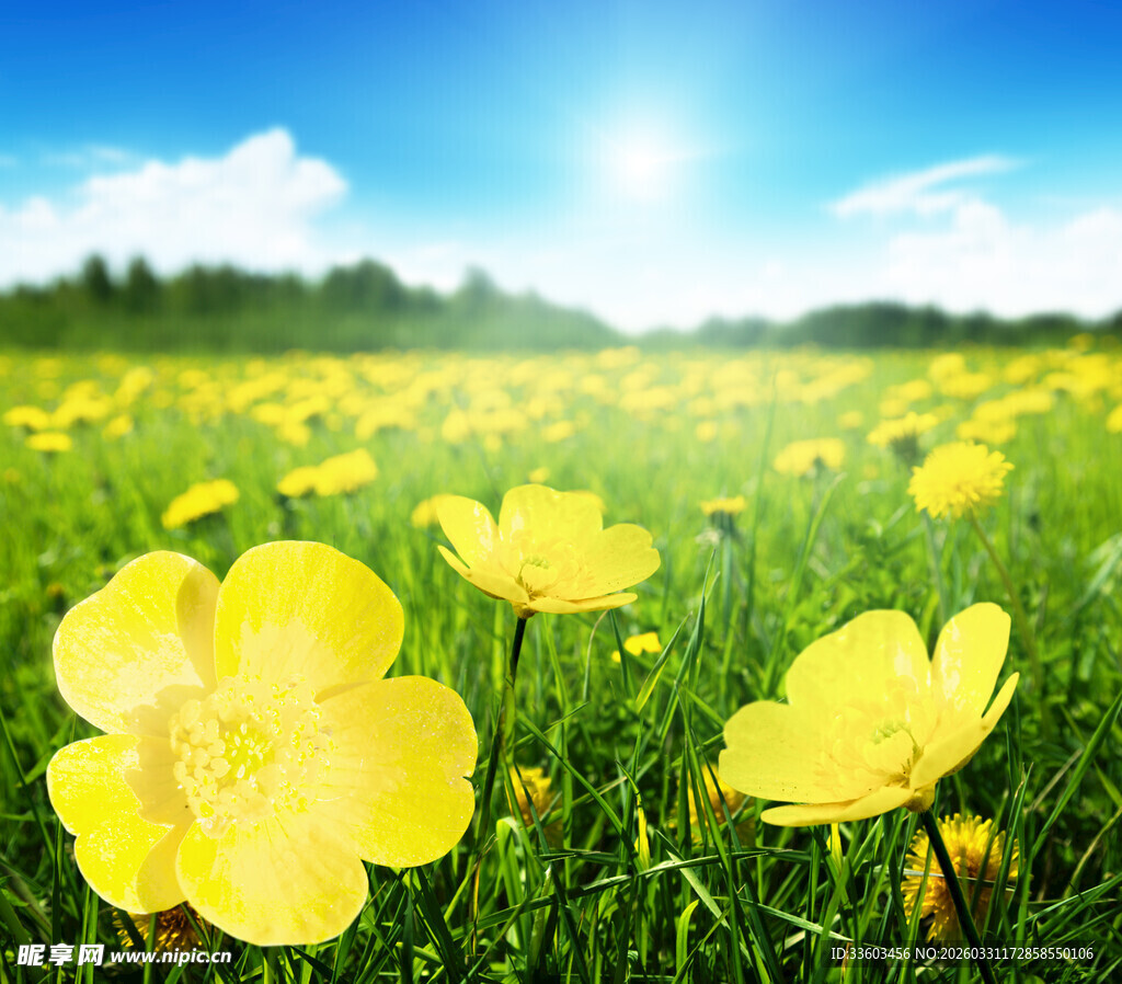春日黄花盛开的美丽草地