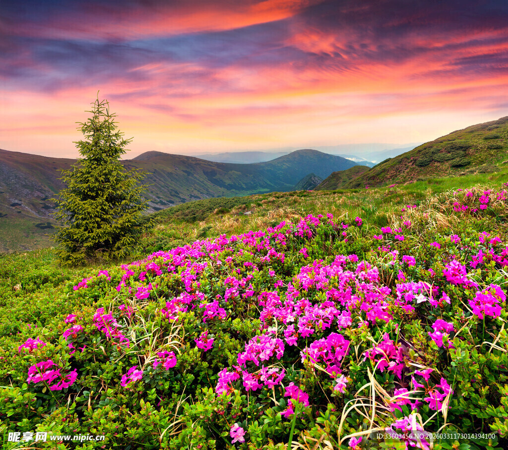 山间烂漫花海与绚丽晚霞
